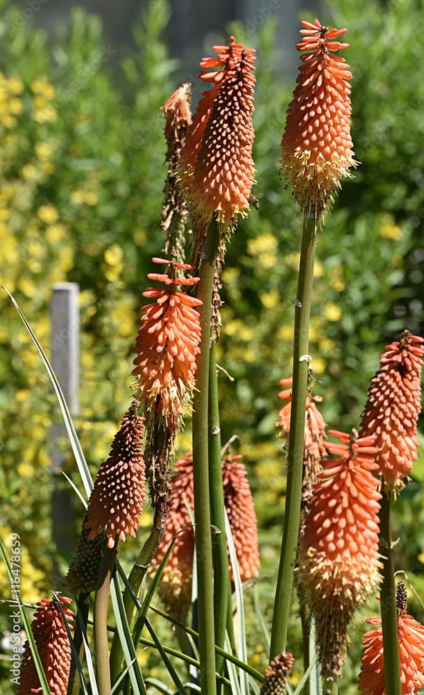 fleurs fleurs