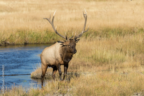 Rutting Bull Elk Crossing a Stream