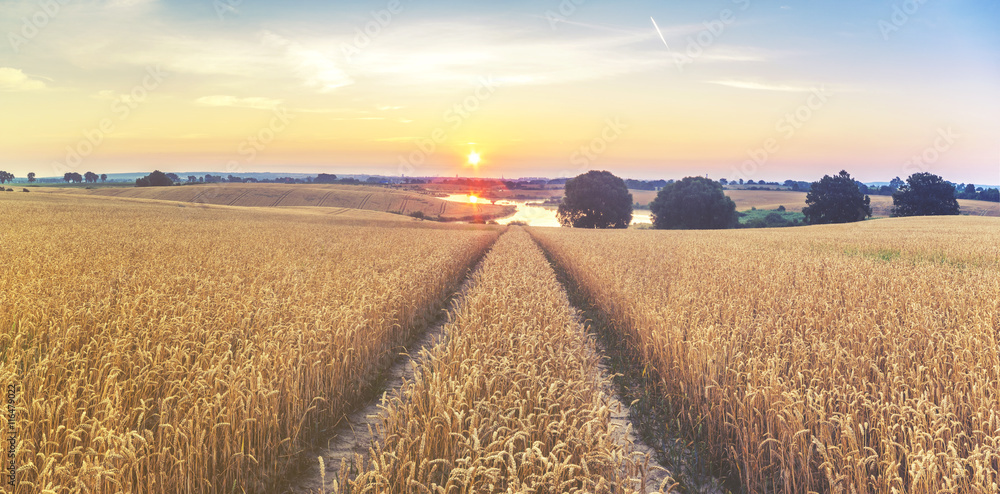 Fototapeta premium Lato na polach uprawnych,dojrzewające zboże 