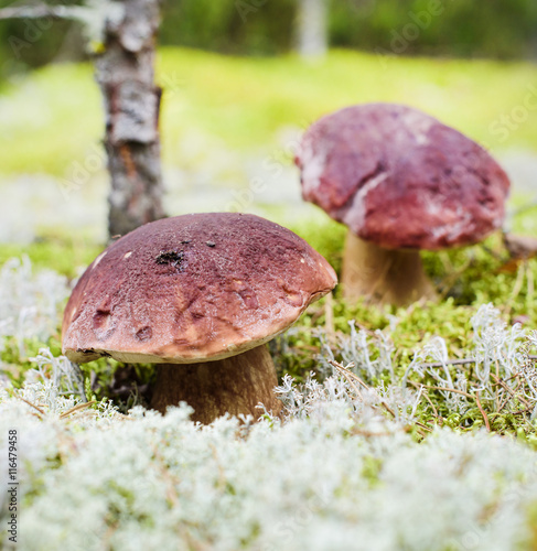 edible mushrooms grow in the forest