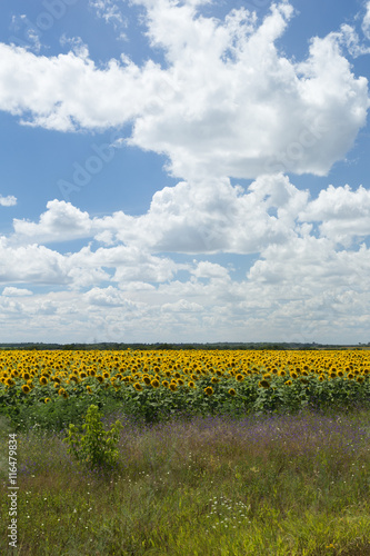 Field of sunflowers near the meadow