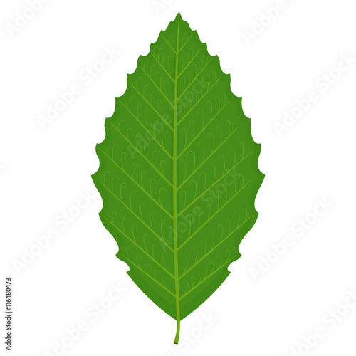 Beech leaf vector illustration isolated on white background