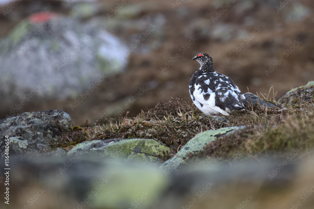 Fototapeta premium Male rock ptarmigan (Lagopus muta) in spring plumage