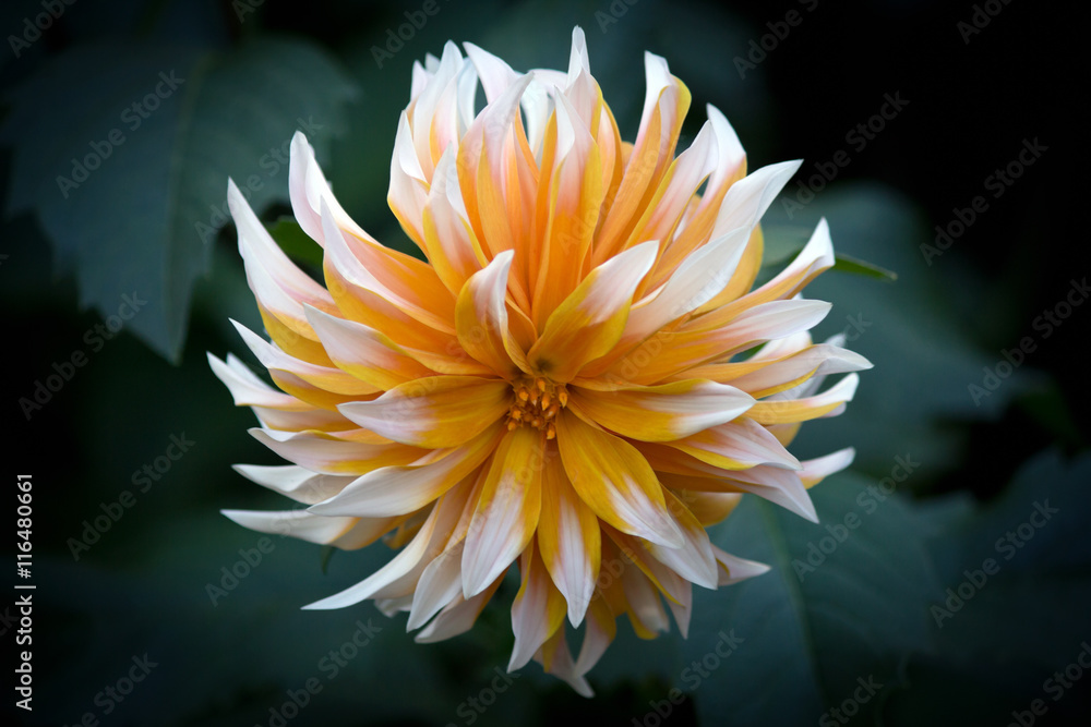 Beautiful Dahlia Flower - Warm Autumn Color Space Beautiful Dahlia Flower - Warm Autumn Color Space
