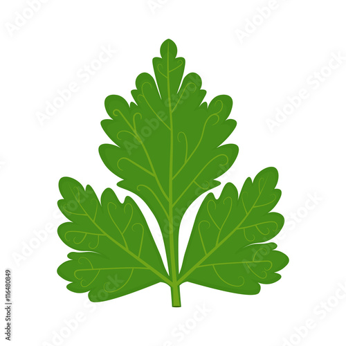 Parsley leaf vector illustration isolated on white background
