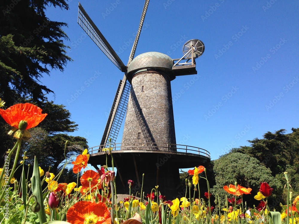 Dutch Windmill with Tulips in San Francisco
