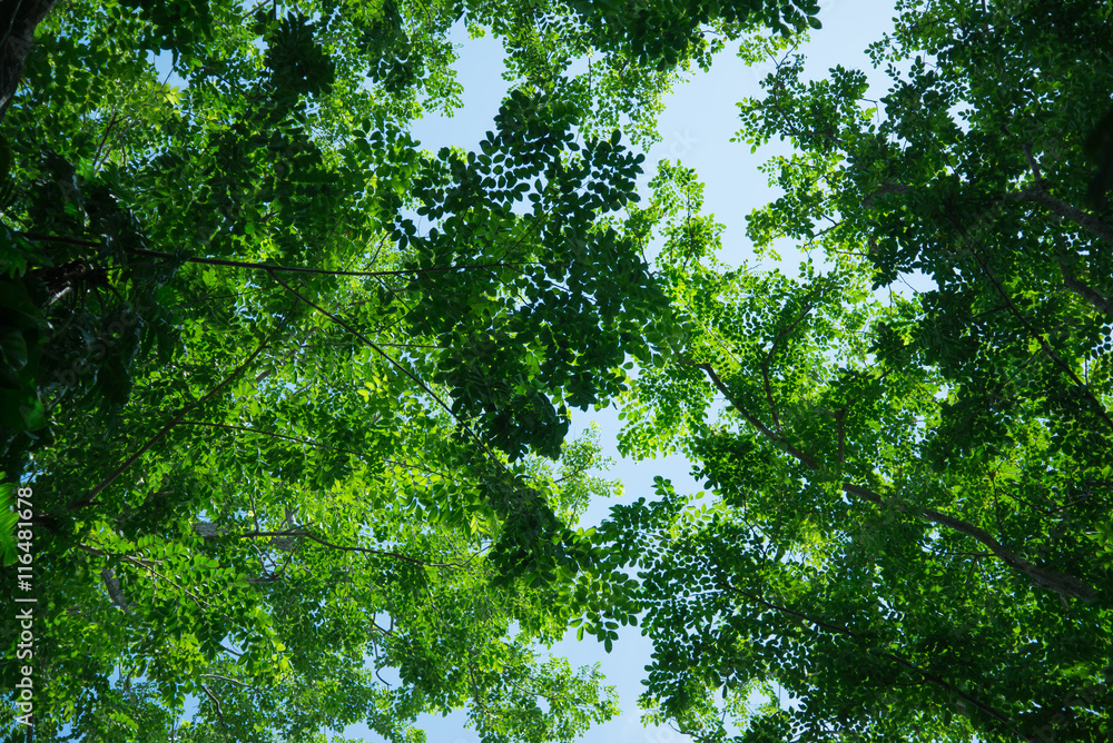 Lines of green trees. Lines of green trees.
