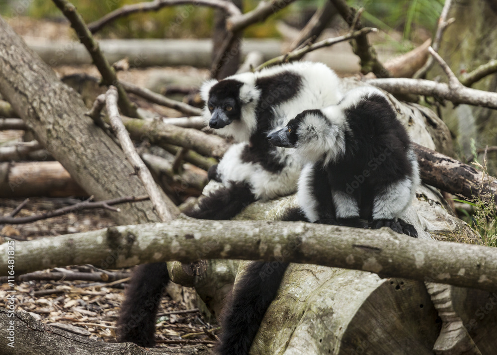 Obraz premium Ruffed Lemurs.