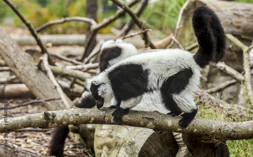 Obraz premium Ruffed Lemurs.