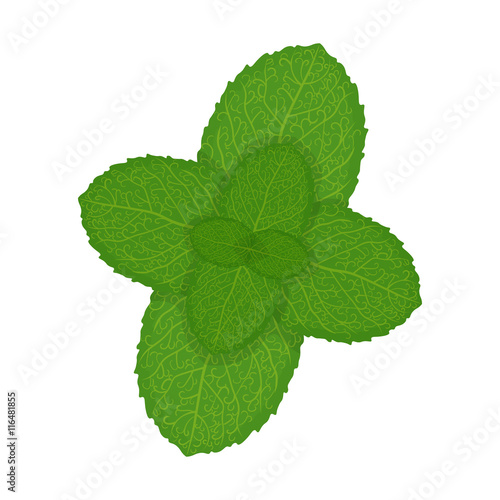Fresh mint leaves, vector illustration isolated on a white background