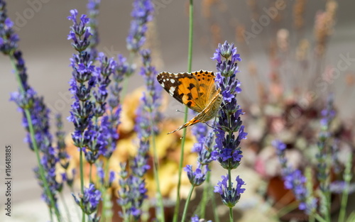Fototapeta Naklejka Na Ścianę i Meble -  Butterfly on lavender flower