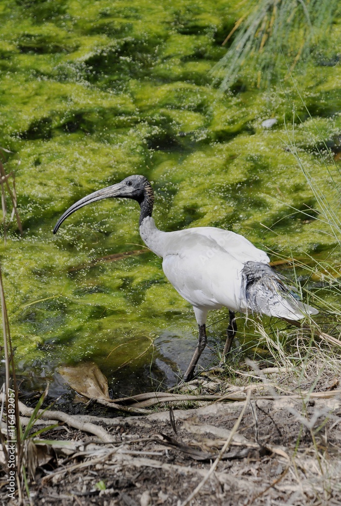 Fototapeta premium white Ibis on the shore of a pond at the Botanical Gardens in Hervey Bay, Queensland, Australia