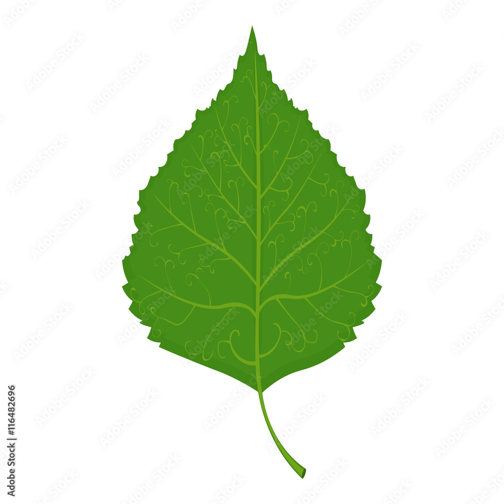Green Birch leaf vector illustration isolated on white background Green Birch leaf vector illustration isolated on white background