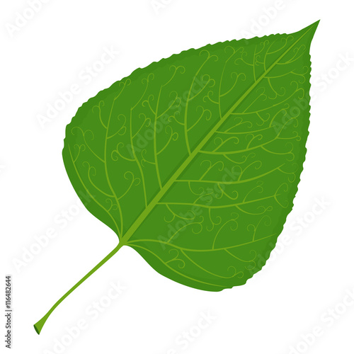 Green poplar leaf vector illustration isolated on white background