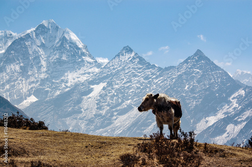 Standing cow and mountain in Himalaya