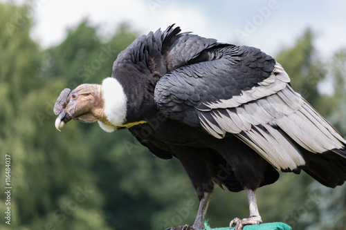 Andean condor