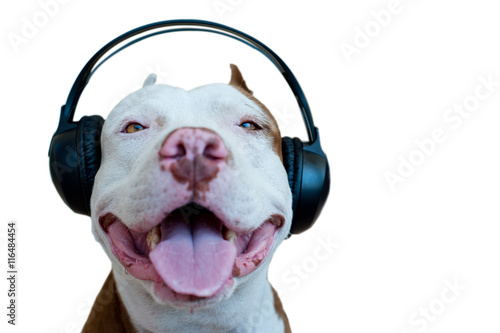 Pitbull with headphone