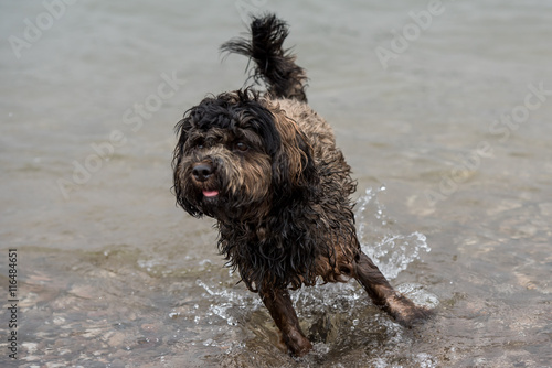 hund im wasser