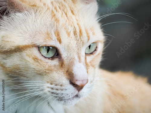 Portrait of cat, Selective focus and close up 