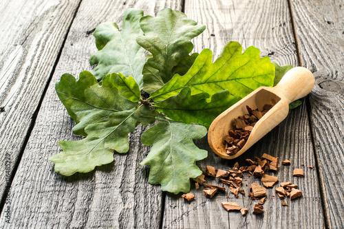 Oak branch and oak bark