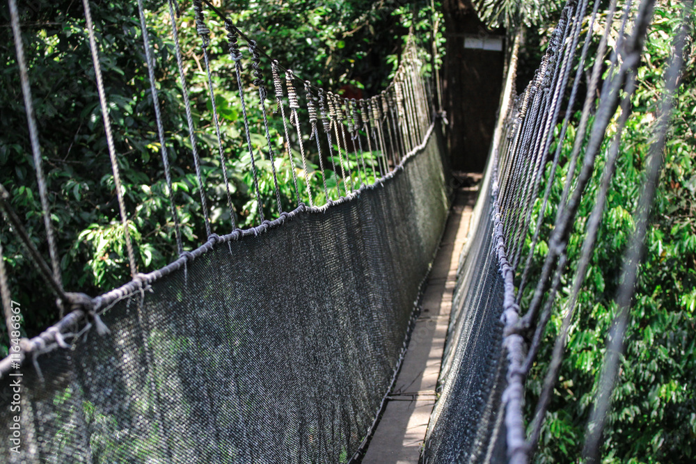 Obraz premium canopy walk view