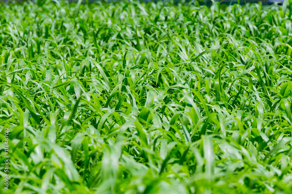 A green wave blows through. A green wave blows through.