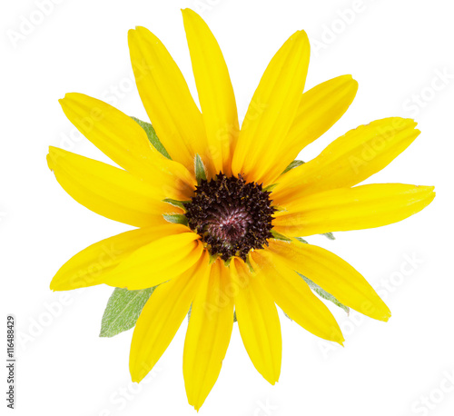 Daisy yellow flower isolated on a white background with clipping path