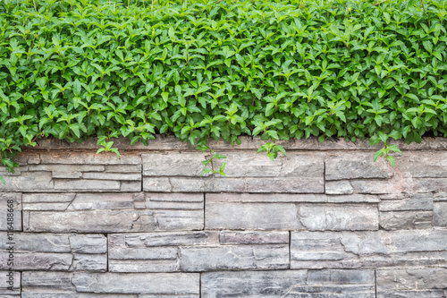 Pattern of natural stone wall and green ivy. Garden decorative © SKT Studio