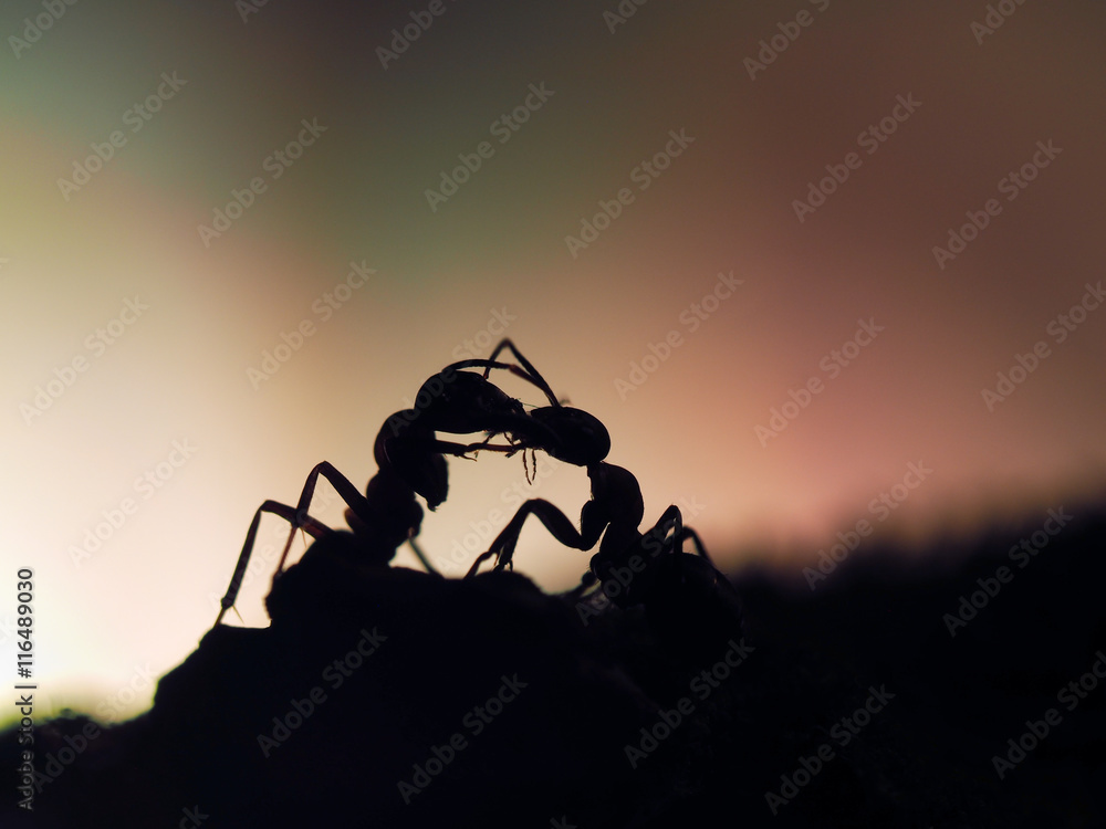 ants silhouettes at sunset. Kiss insects. Orange and black. Macro.