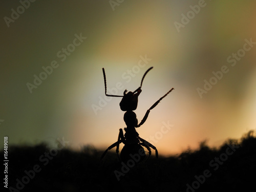 Silhouette of ant at sunset. Orange and black. Macro.