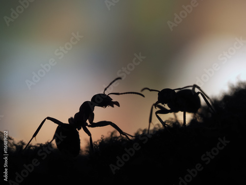 ants silhouettes at sunset. Orange and black. Macro. © kozorog
