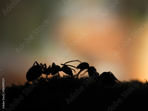 ants silhouettes at sunset. Orange and black. Macro.