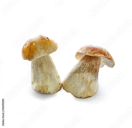autumn boletus mushrooms isolated on white background