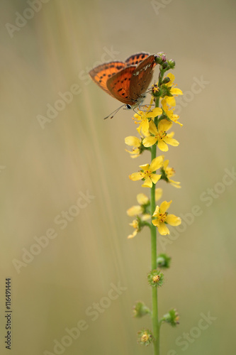 Red butterfly Lycaena virgaureae on Verbascum thapsus (great mullein or common mullein)