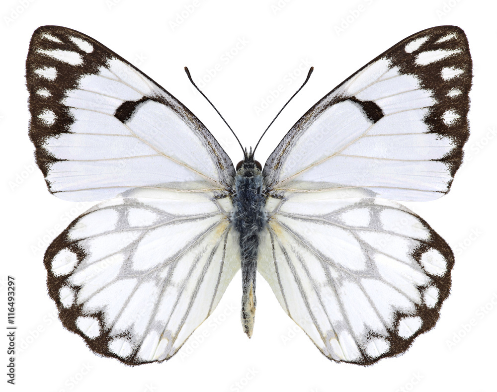 Fototapeta premium Butterfly Anaphaeis aurota (male) on a white background