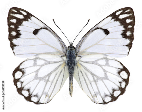 Butterfly Anaphaeis aurota (male) on a white background