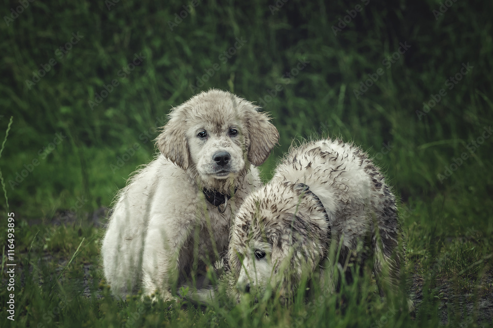 Panoramic view of Lavender field. Summer sunset landscape with tree