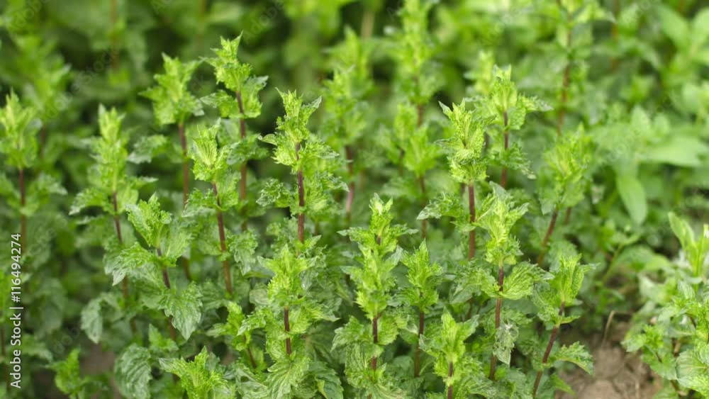 Video UHD - Growing mint in the garden Video UHD - Growing mint in the garden
