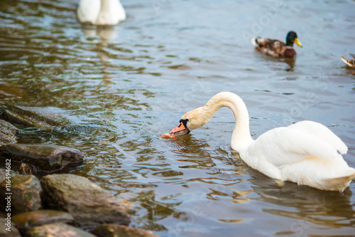 Beautiful swans in Prague river Vltava and Charles Bridge on the background. Karluv Most and white swans