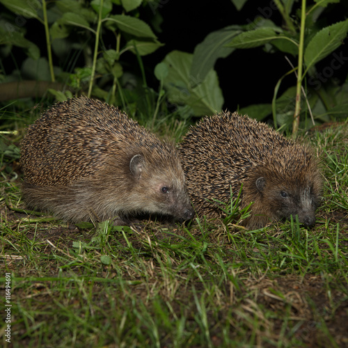 two hedgehogs next to each other