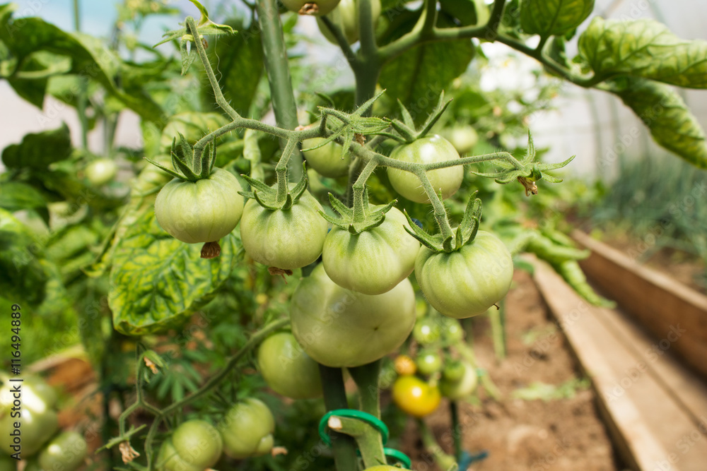 Green tomatoes on the bush, close- up Green tomatoes on the bush, close- up