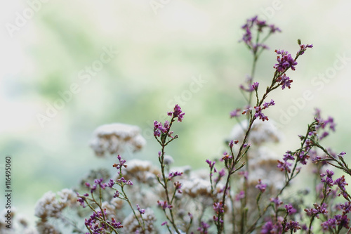 Flowers and herbs bouquet. Tender nature background