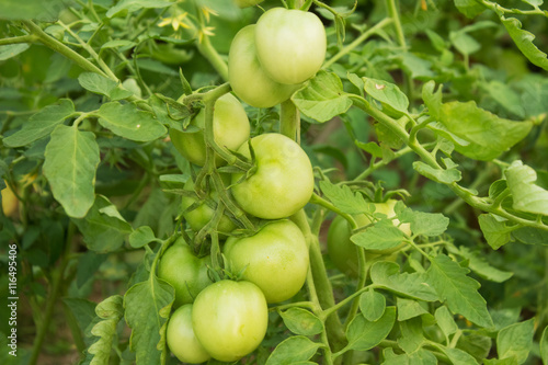 Green tomatoes on the bush, close- up