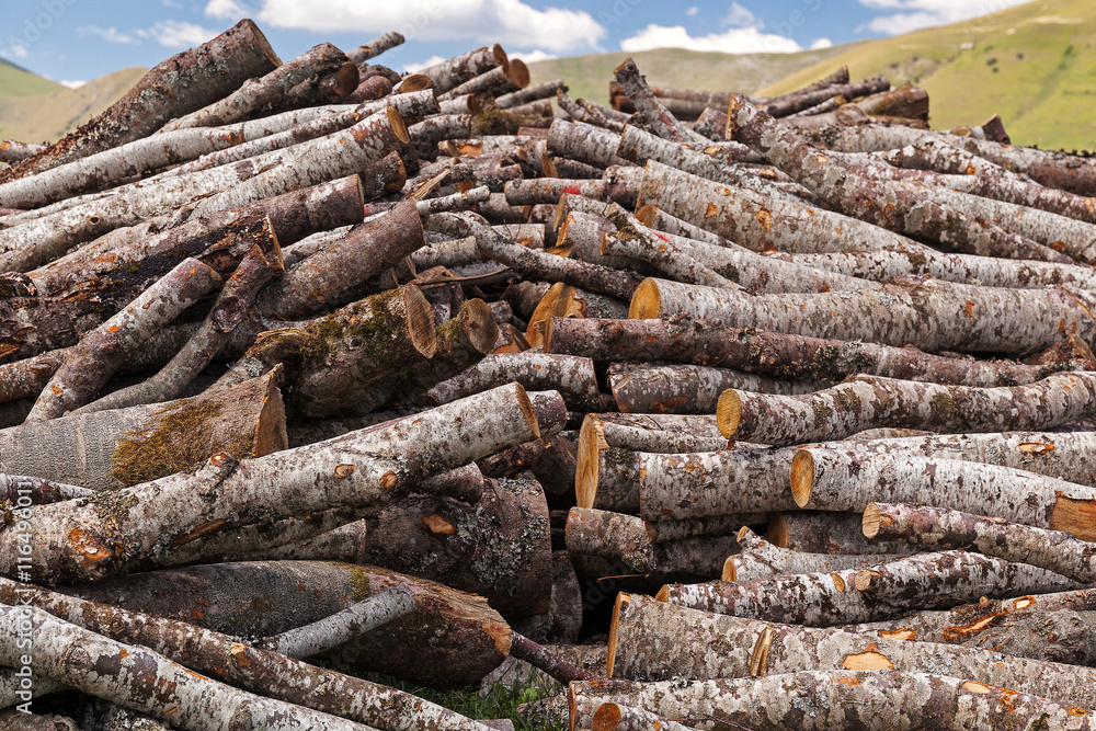 Firewood, stacked logs Firewood, stacked logs