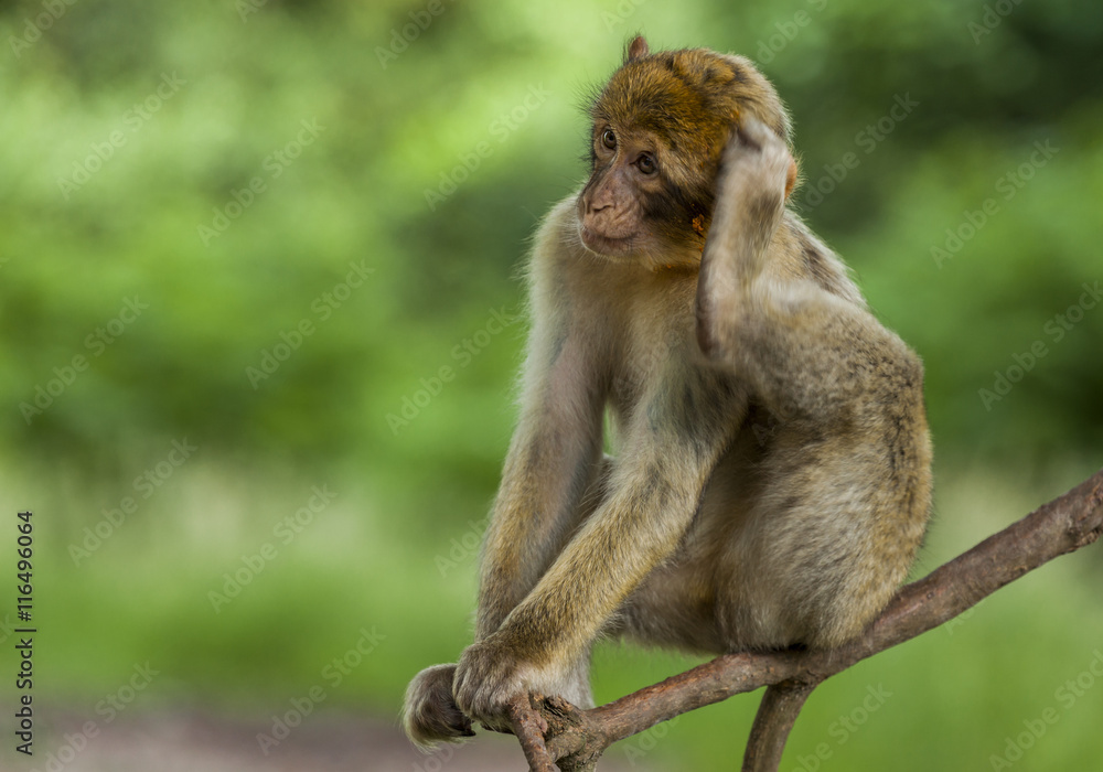 Barbary Macaques, Monkey. Native to the mountains of Morocco and Algiers. Single monkys, groups, young and babies. playing, climbing, feeding and grooming.