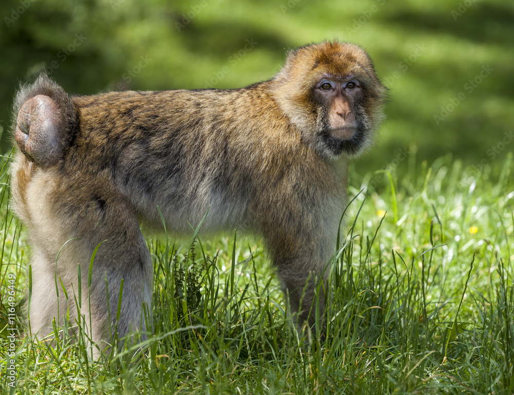 Barbary Macaques. Monkeys native to the mountains of Morocco and Algeria.  Single animals, groups, young, babies, climbing, groomimg, feeding and  playing. Stock Photo | Adobe Stock