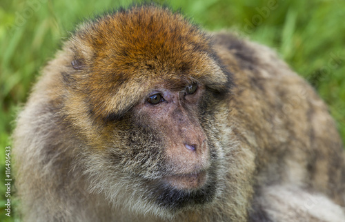 Barbary Macaques. Monkeys native to the mountains of Morocco and Algeria. Single animals, groups, young, babies, climbing, groomimg, feeding and playing.