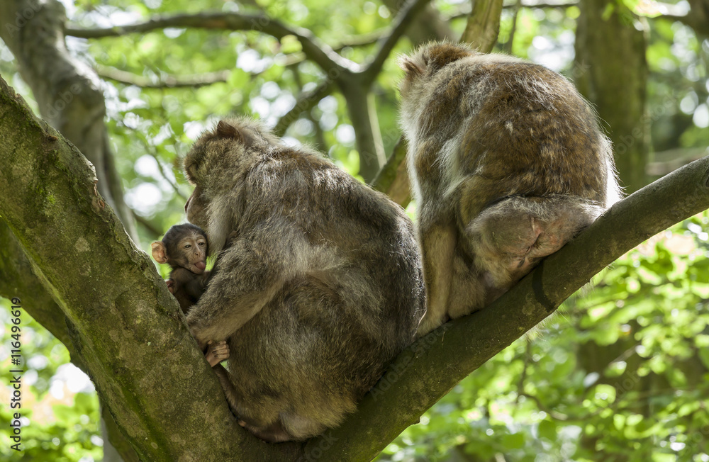 Obraz premium Barbary Macaques. From the mountains of Morocco and Algeria. Single monkeys, family, groups with young.