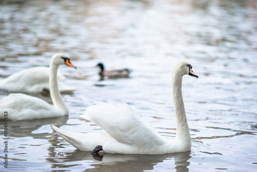 Beautiful swans in Prague river Vltava and Charles Bridge on the background. Karluv Most and white swans Beautiful swans in Prague river Vltava and Charles Bridge on the background. Karluv Most and white swans