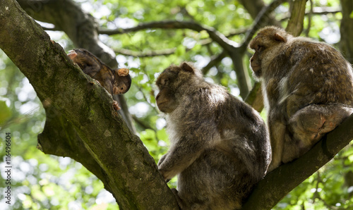 Barbary Macaques. From the mountains of Morocco and Algeria. Single monkeys, family, groups with young. © coxy58